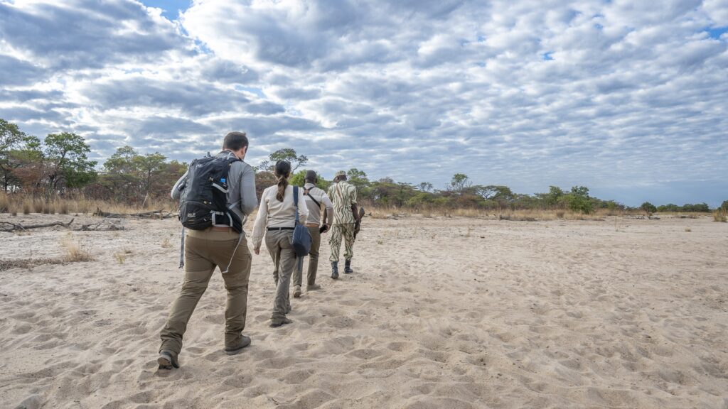 Walking safari