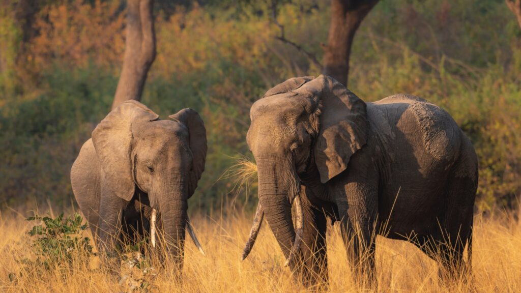 Group of elephants standing close together