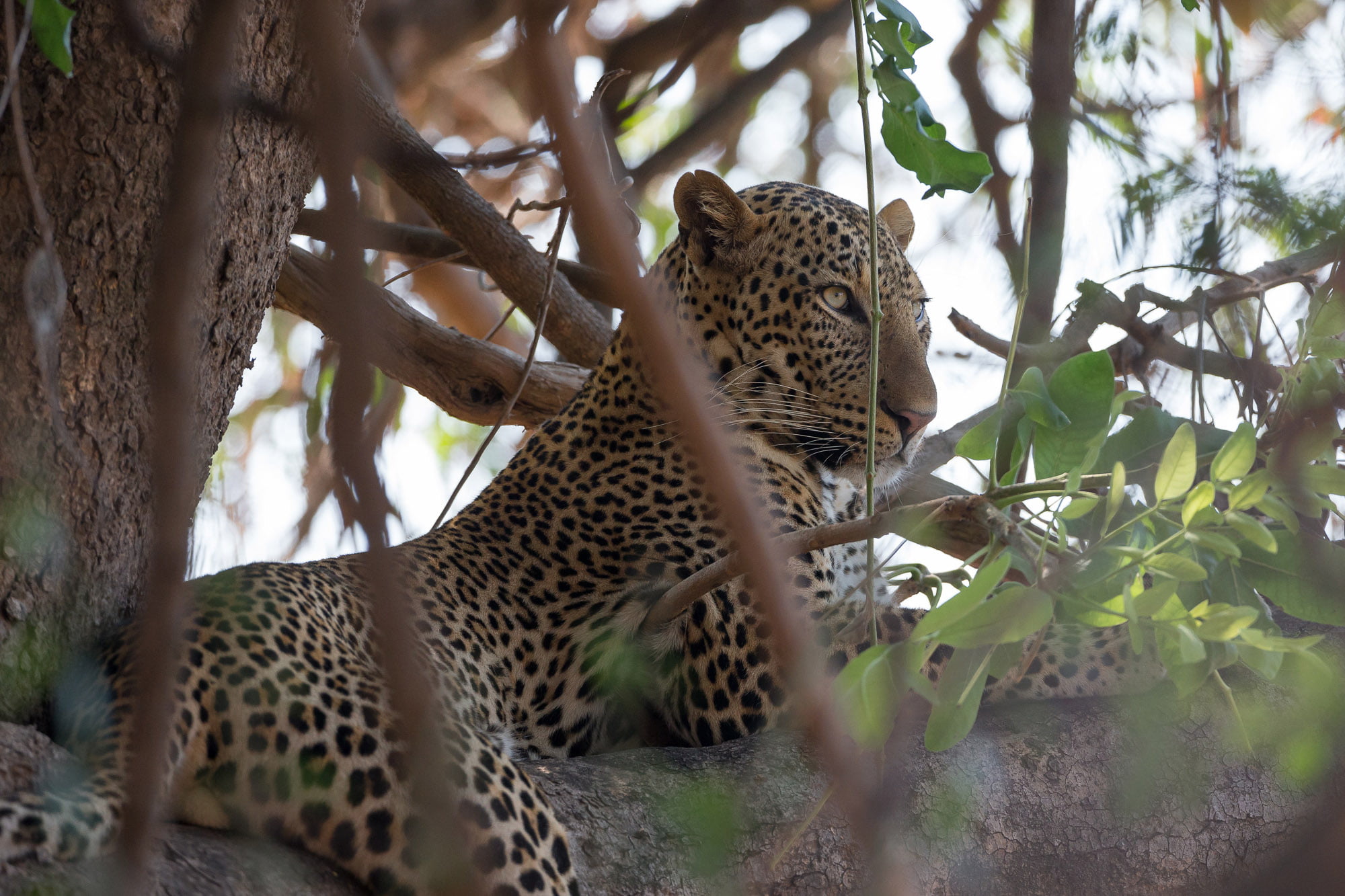 141028 08.28 08 2 - Unforgettable Safaris in South Luangwa Zambia