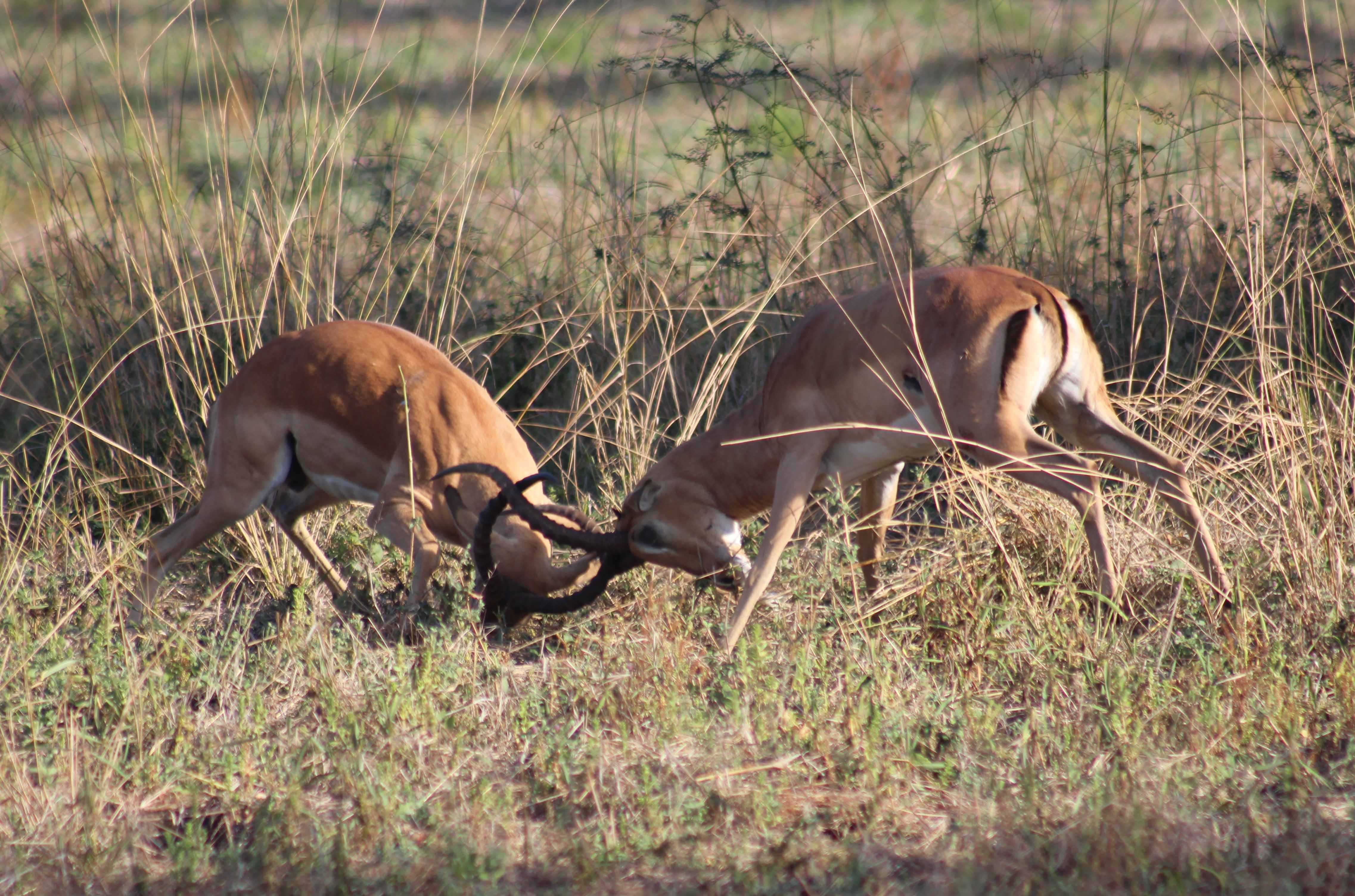 impala rutting south luangwa national park scene - When is the best time of year to safari in Zambia?