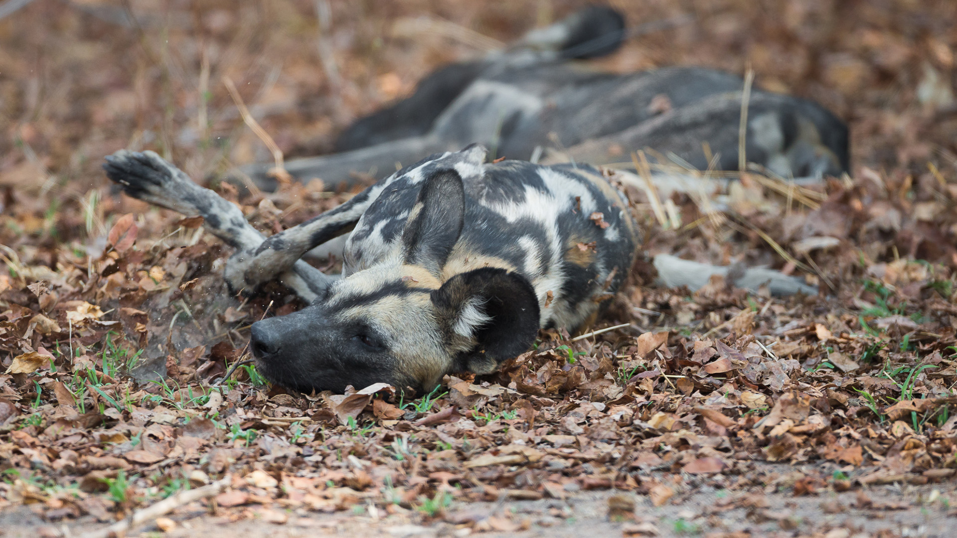 An amazing animal encounter in South Luangwa